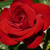 Roșu - Trandafir teahibrid - Ena Harkness